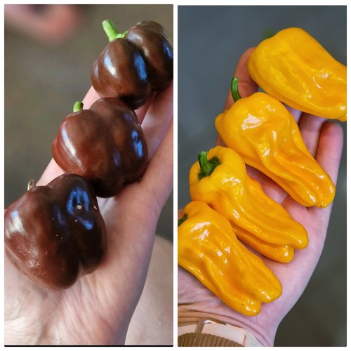 Paprika set mini bell - set,
